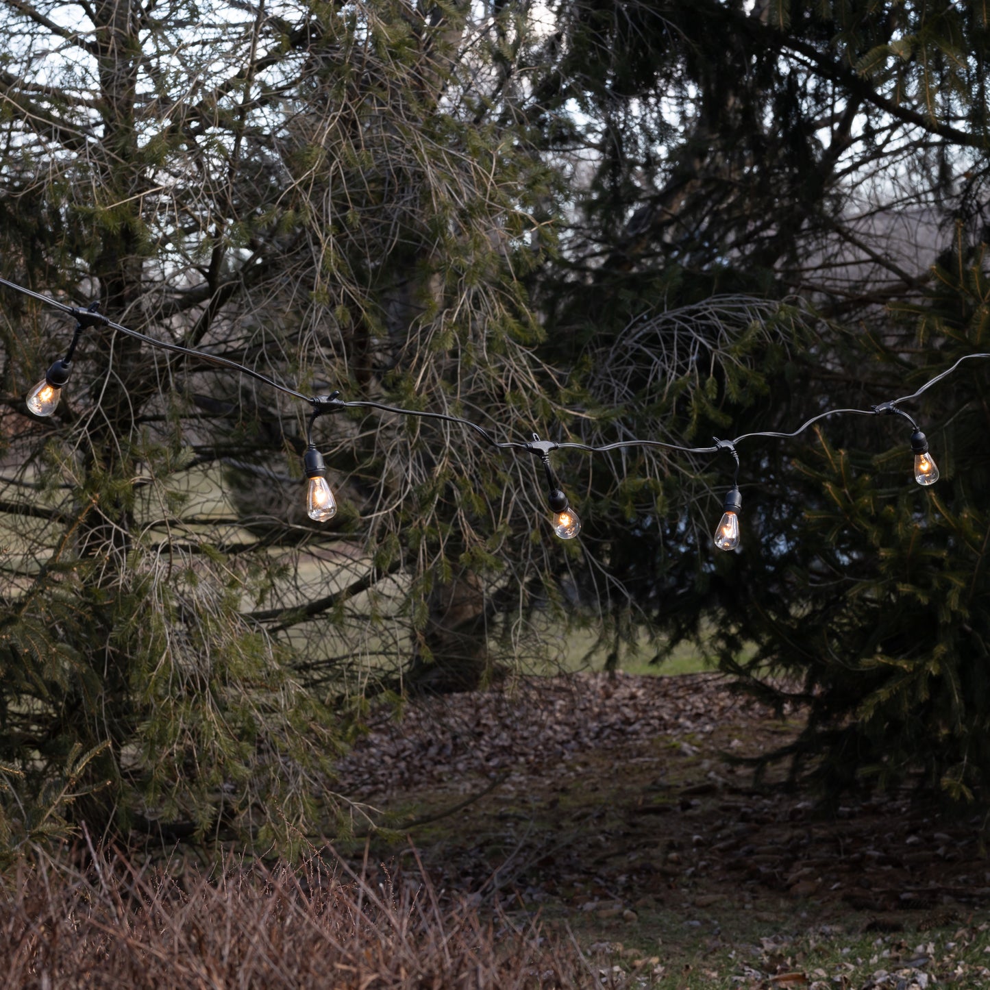 Electric Commercial-Grade String Lights with 12 Edison Bulbs